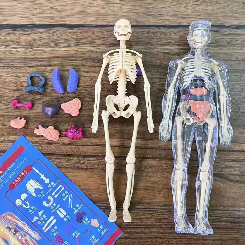 Modèle de torse humain 3D pour l'anatomie des enfants, squelette amovible, simulation d'organes et d