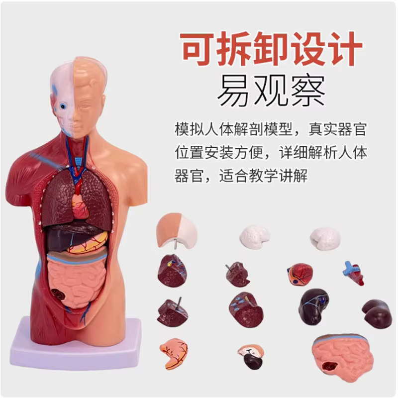 Démontage et assemblage du torse humain, structure modèle humain, anatomie médicale des organes osse