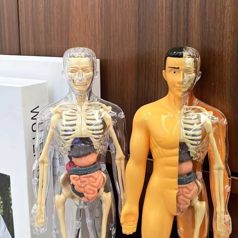 Modèle de torse humain 3D pour l'anatomie des enfants