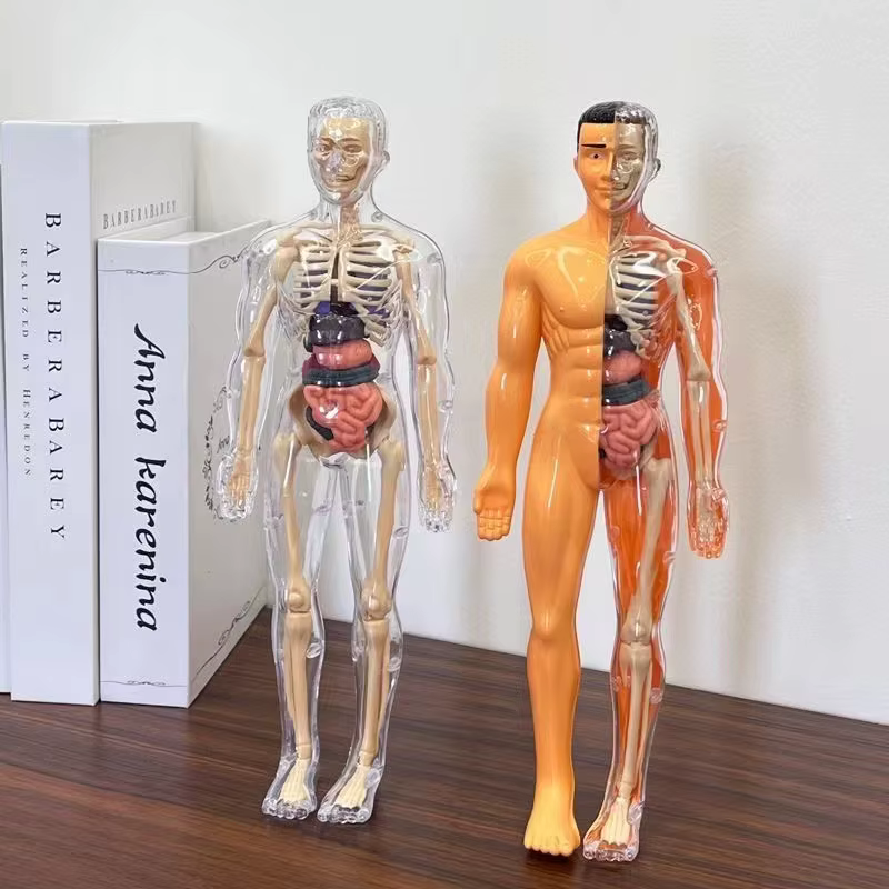 Modèle de torse humain 3D pour l'anatomie des enfants