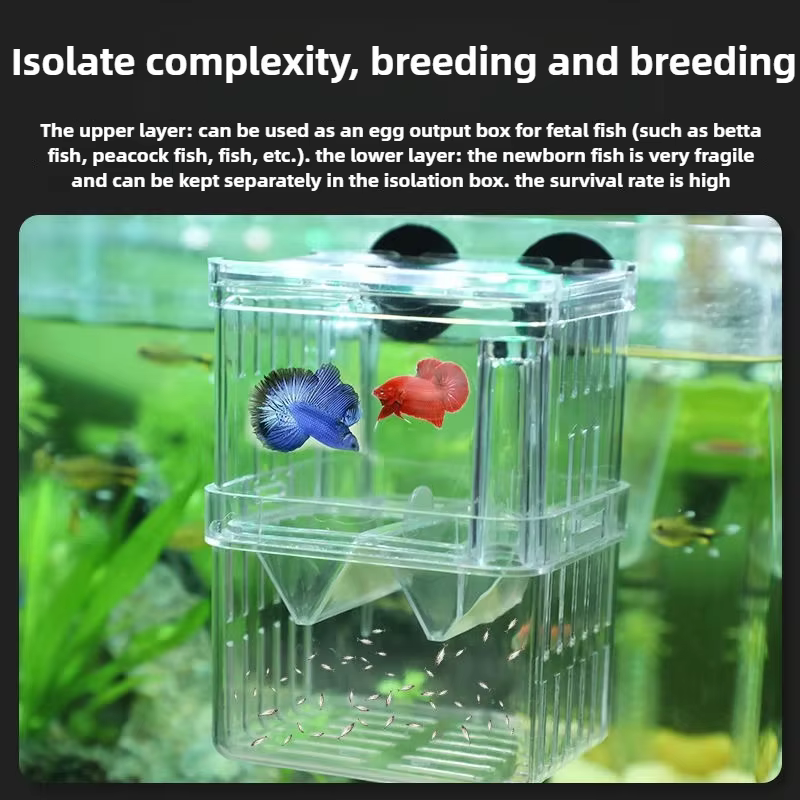 Boîte d'élevage de poissons d'aquarium