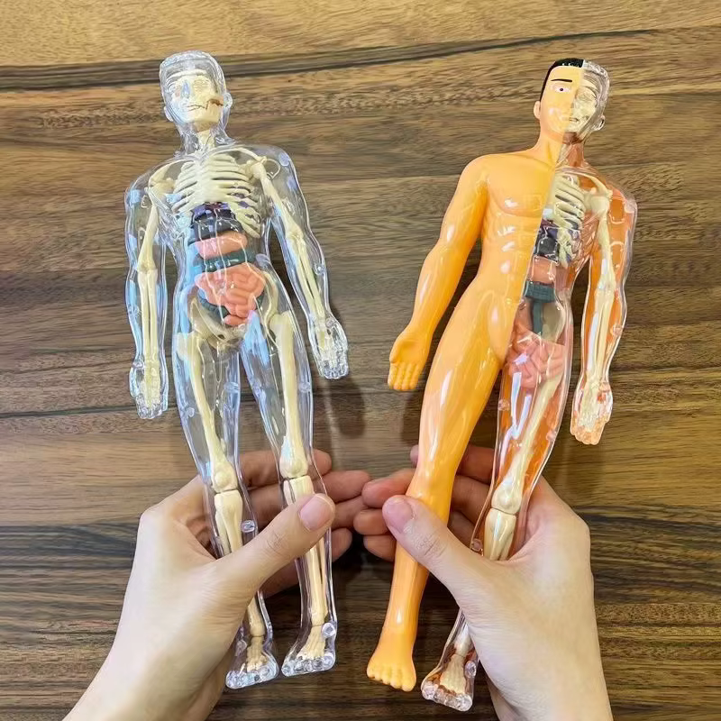 Modèle de torse humain 3D pour l'anatomie des enfants