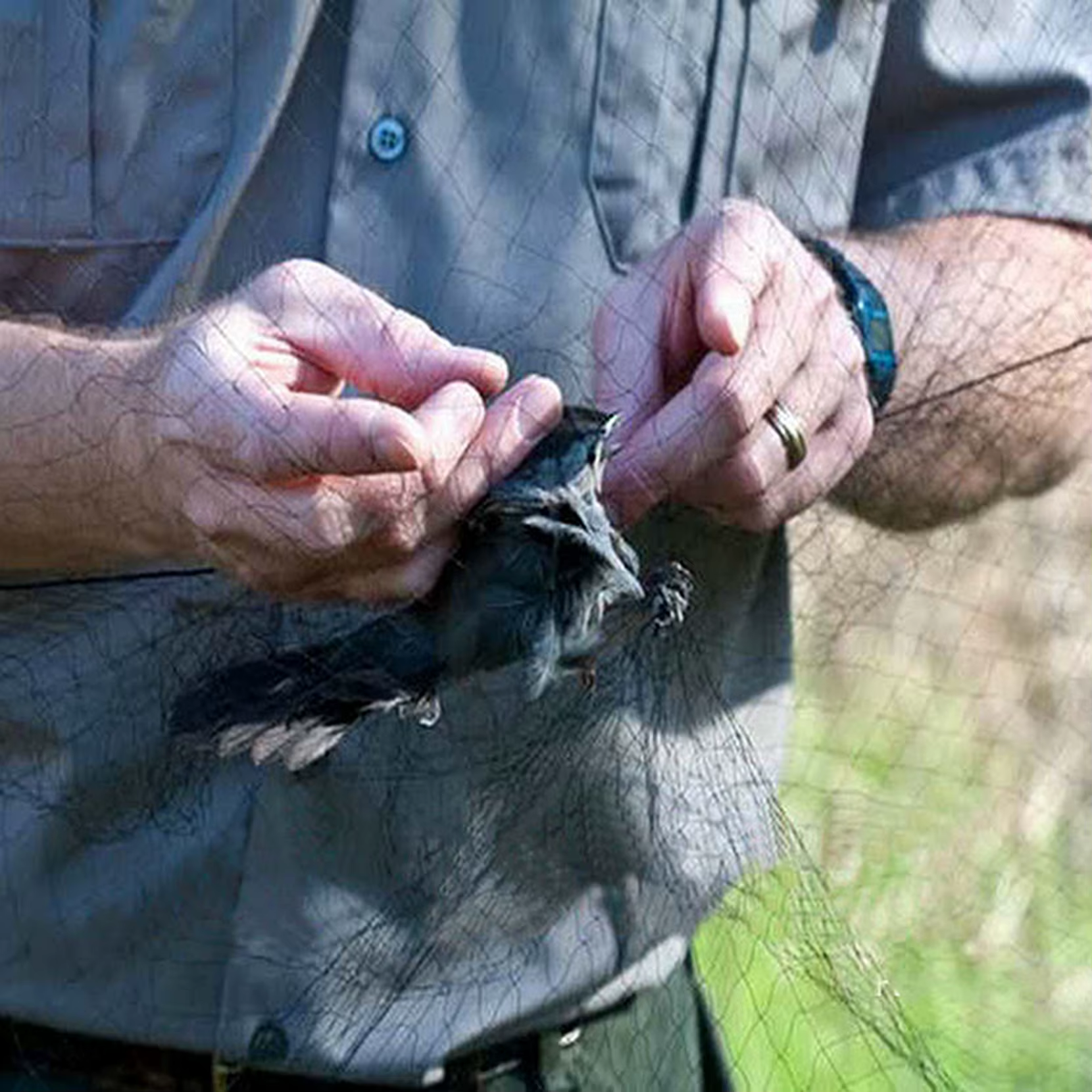 Filet en Nylon Anti-oiseau
