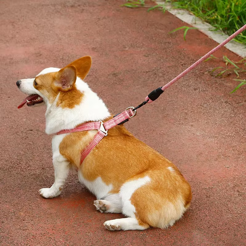 Harnais pour chien 1.2M ensemble de laisse pour petits chiens réglable chiot chat