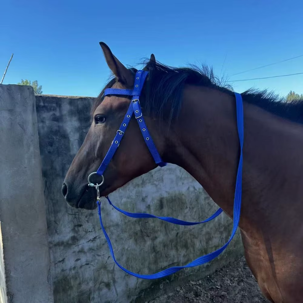 Licouets de cheval épais, sangle réglable et confortable, civière de cou de cheval, bandeau de bride de cheval robuste et Durable