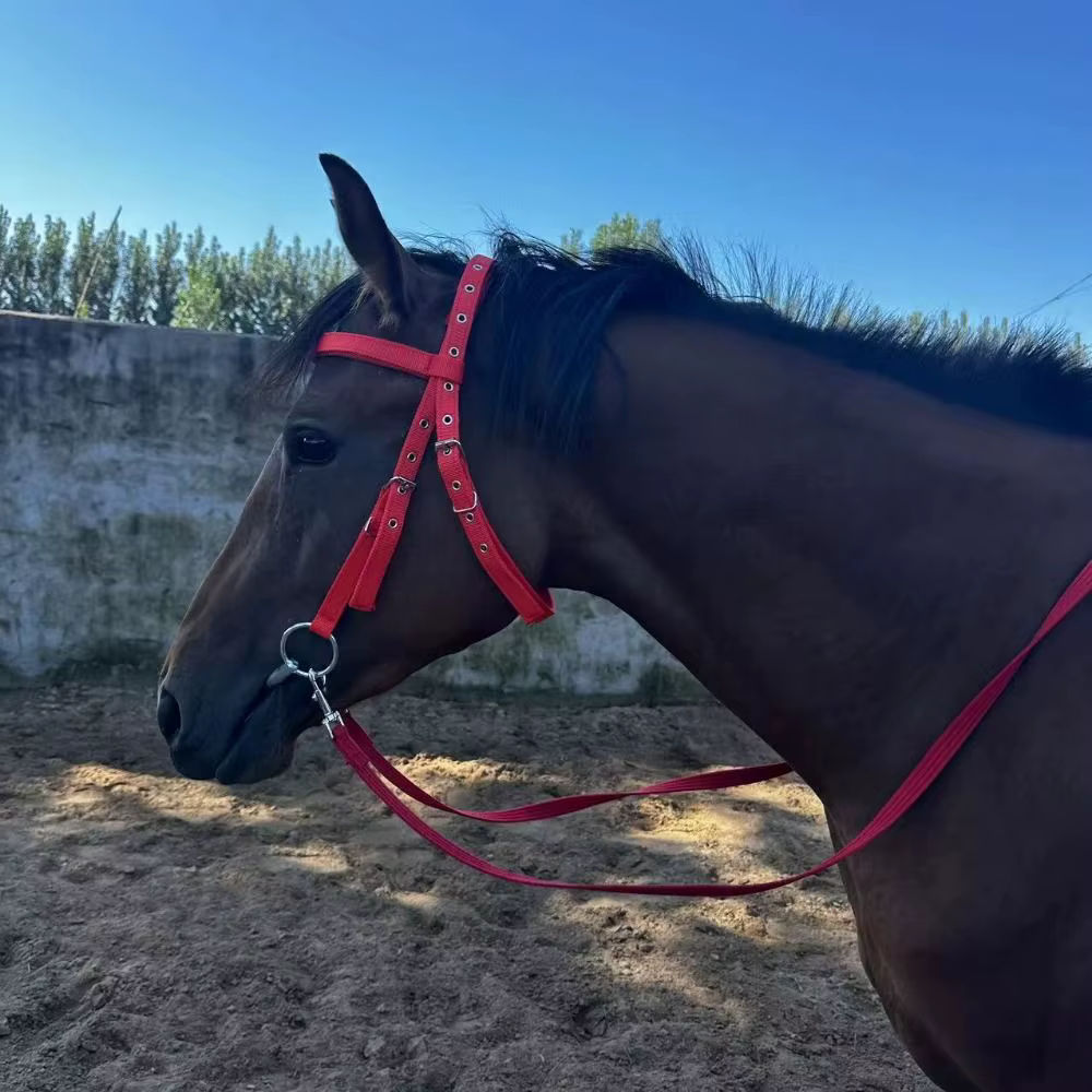 Licouets de cheval épais, sangle réglable et confortable, bandeau de mariée, harnais de cheval, civière de cou de cheval Durable, équipement de cheval