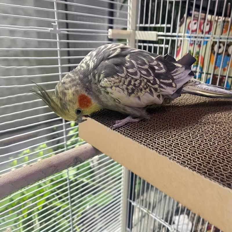 Parrot Stress - Jouets à mâcher anti-stress