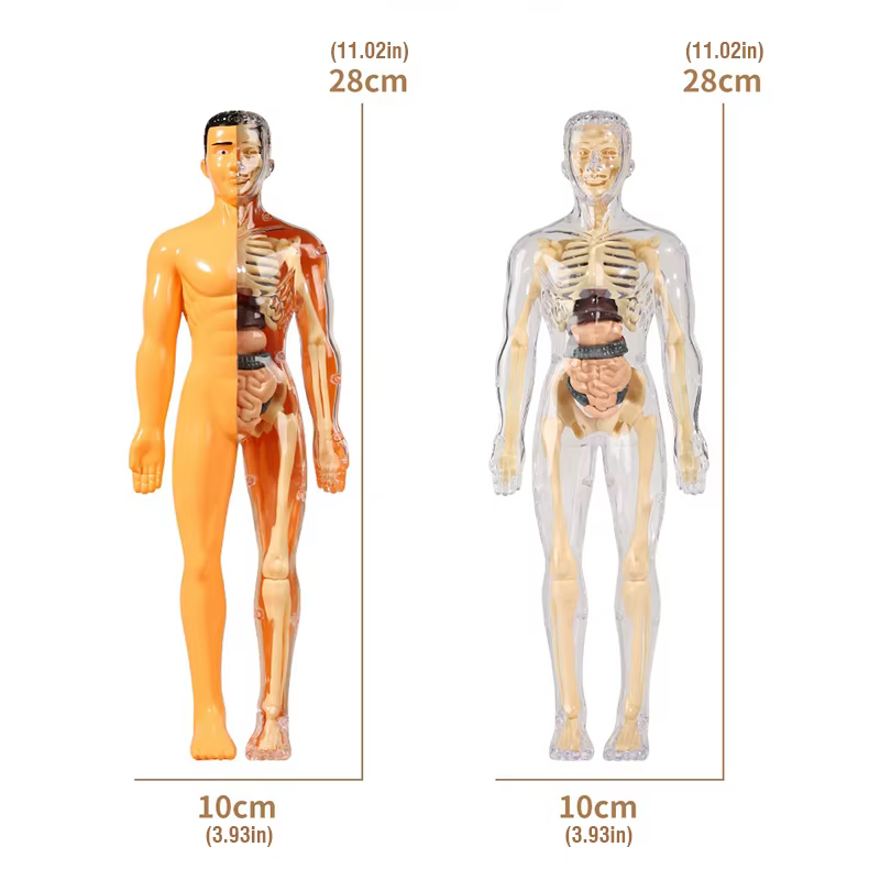 Modèle de torse humain 3D pour l'anatomie des enfants