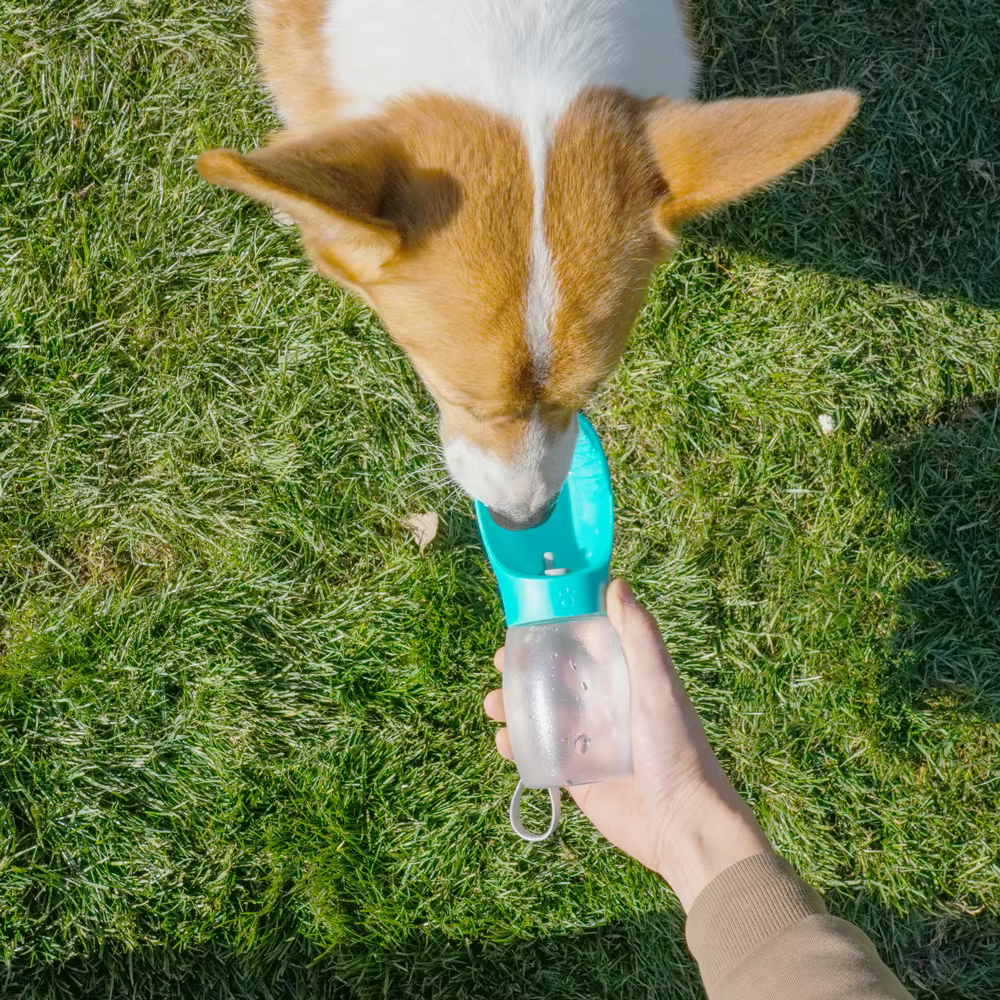 Bouteille d'eau pour chien de compagnie